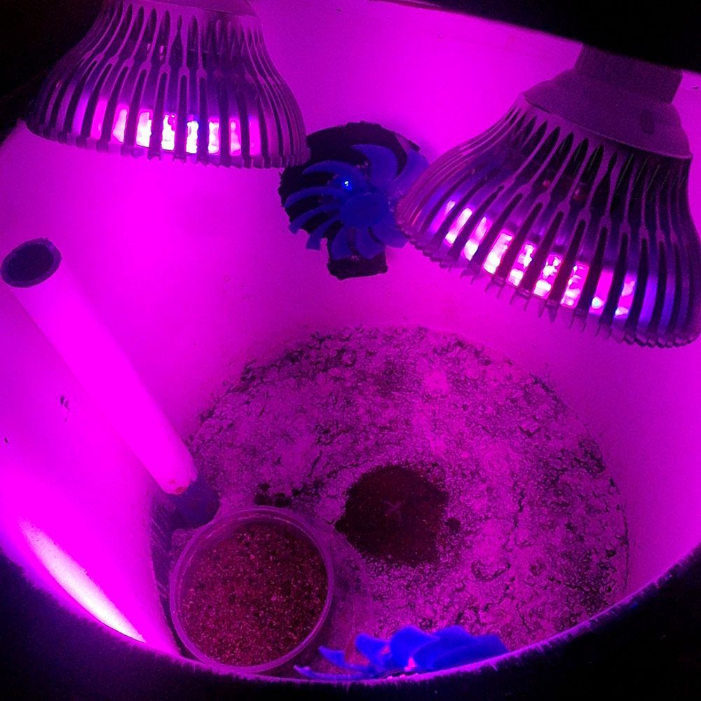 THESIS BUCKET Space Buckets DIY Indoor Gardening