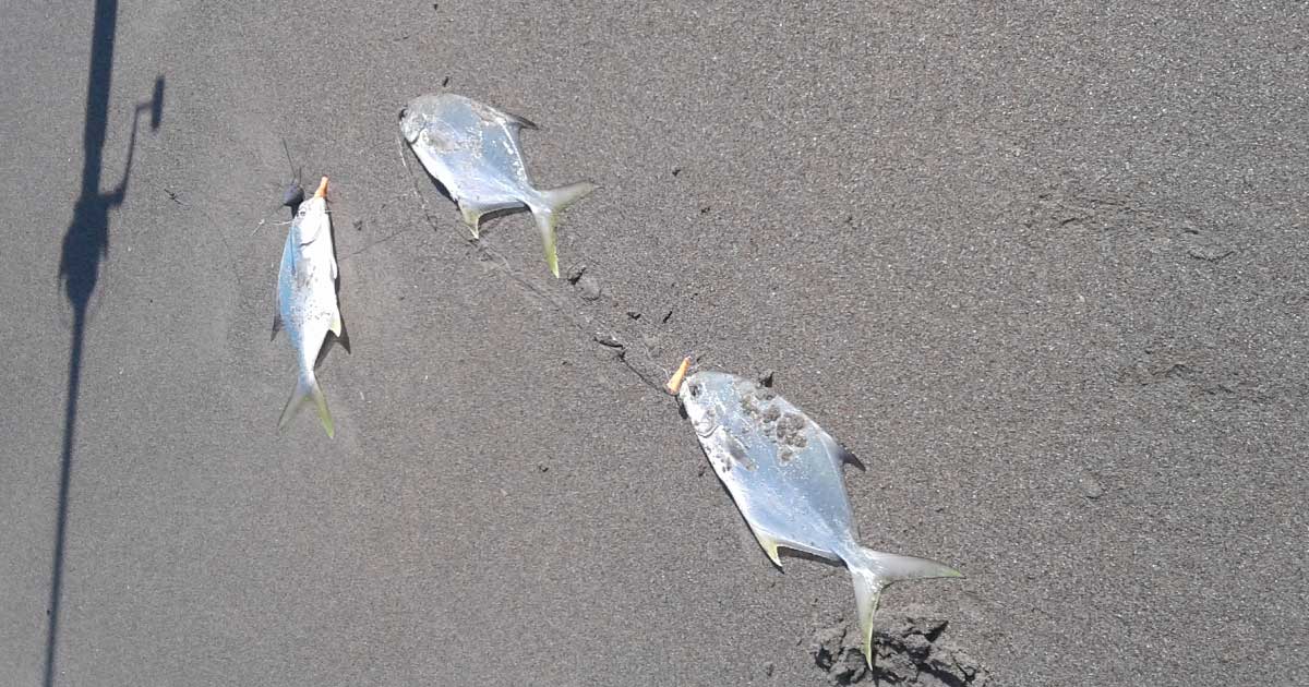 Pompano in Melbourne SpaceFish