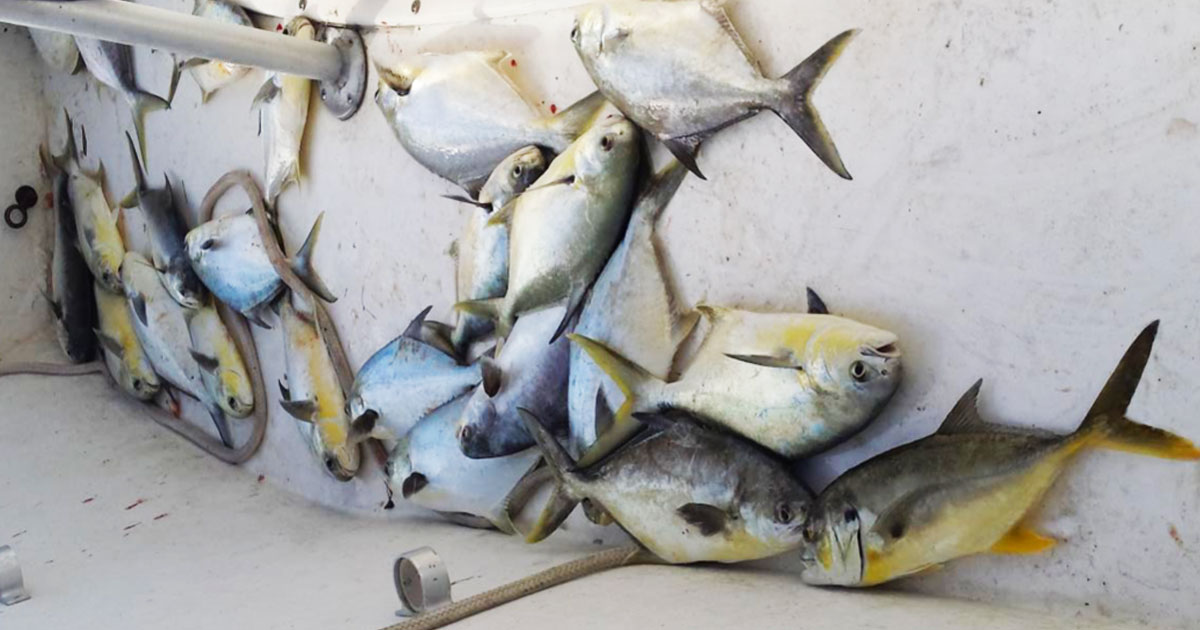 In and Around Fort Pierce Inlet Treasure Coast Fishing Report