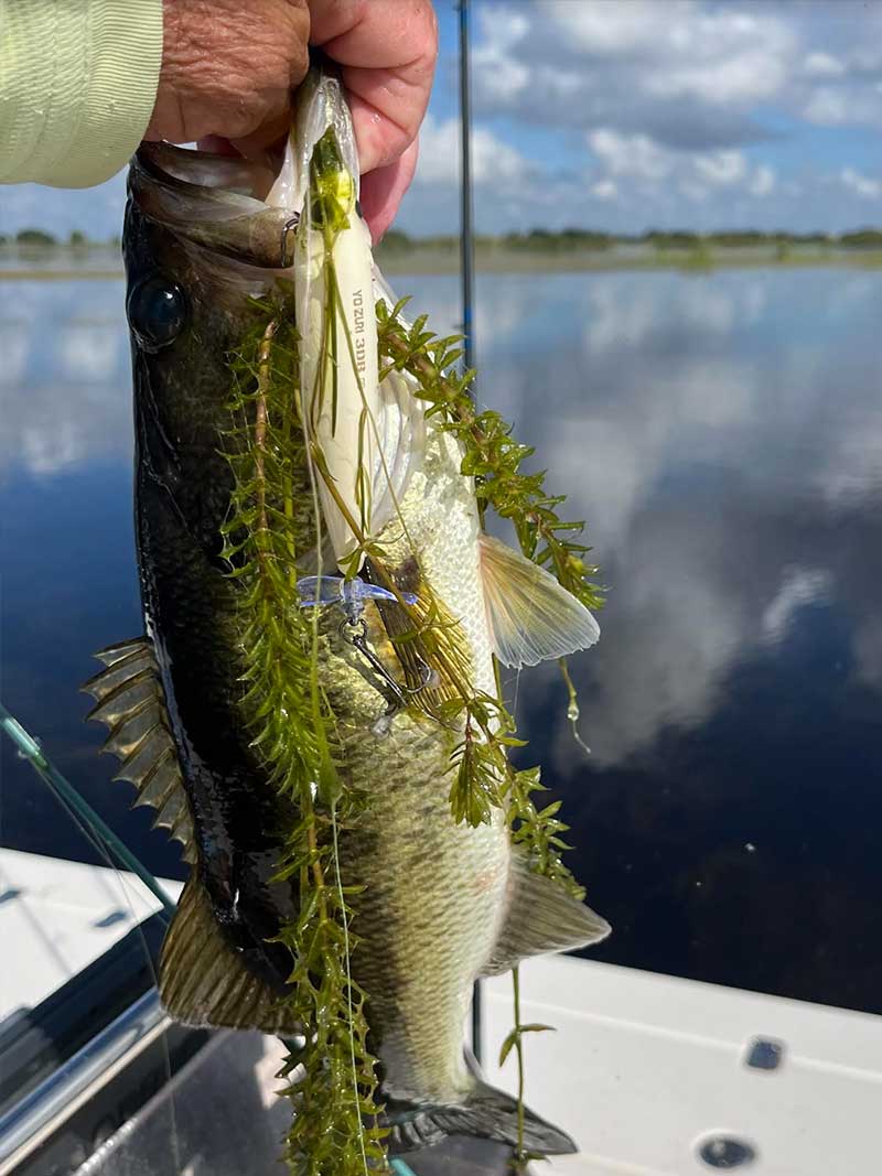 Bluegill Spawn! Central Florida Freshwater Fishing