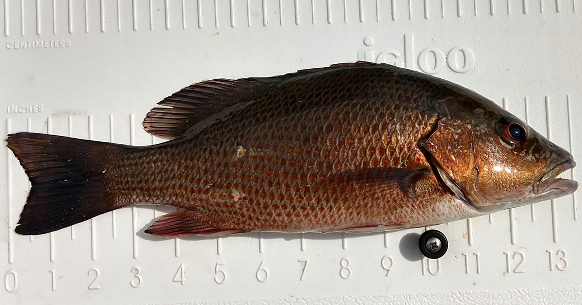 Mangrove Snapper