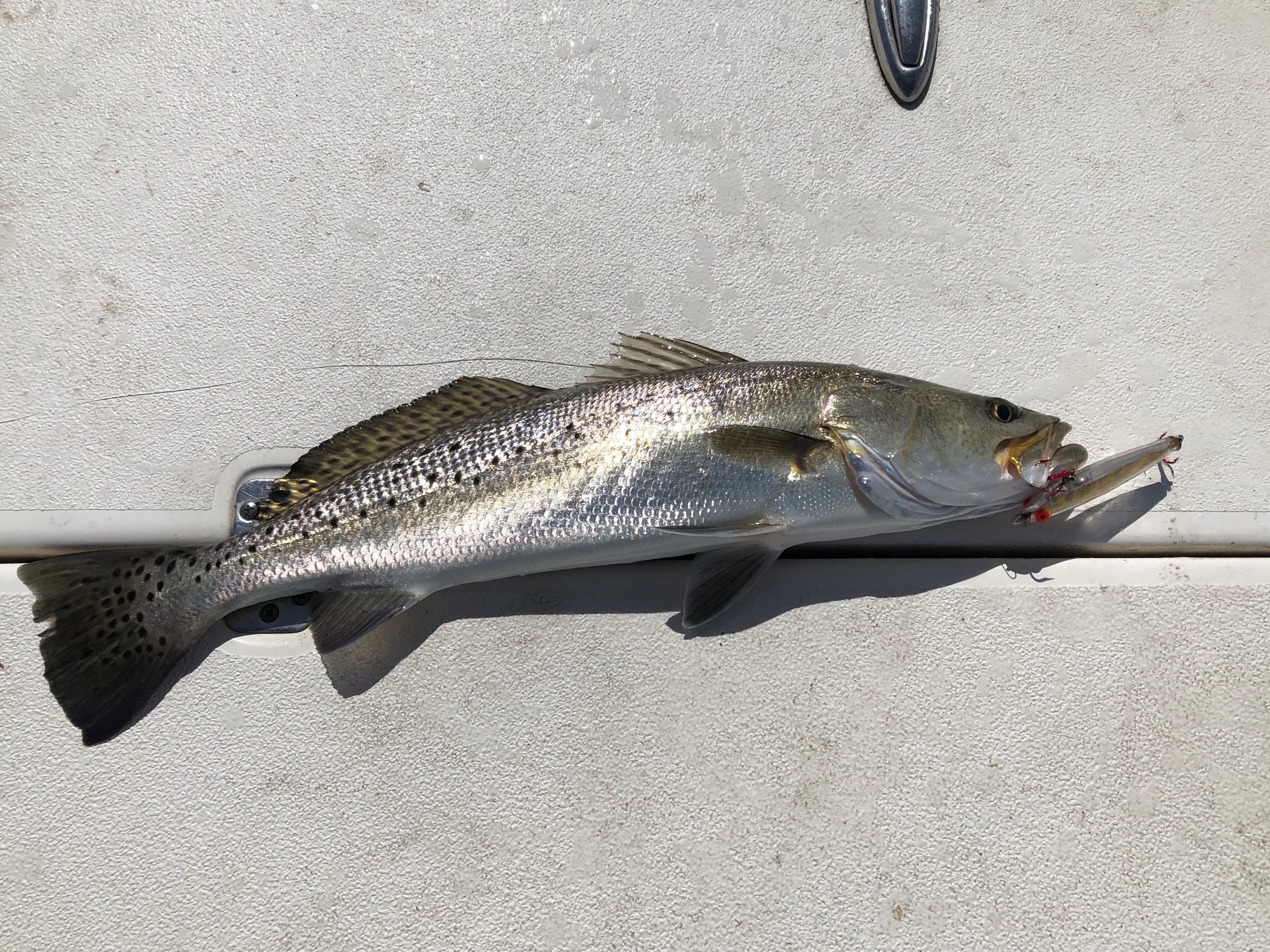 Trout bite in central IRL SpaceFish