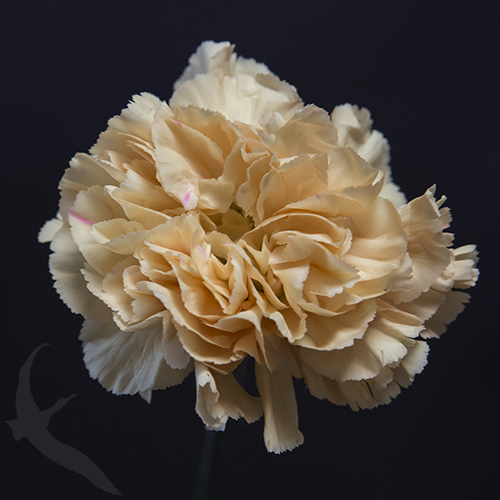 CARNATION MINAMI FreshoFair