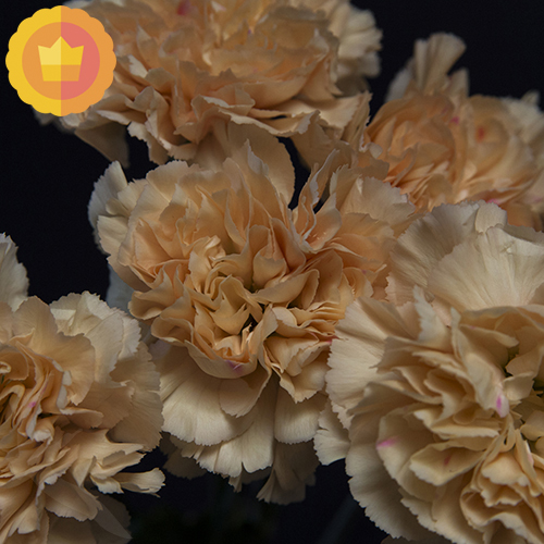 CARNATION MINAMI FreshoFair