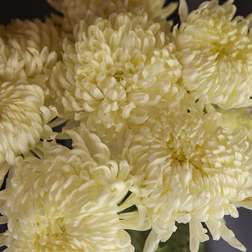 FOOTBALL MUMS WHITE ALBATROS FreshoFair