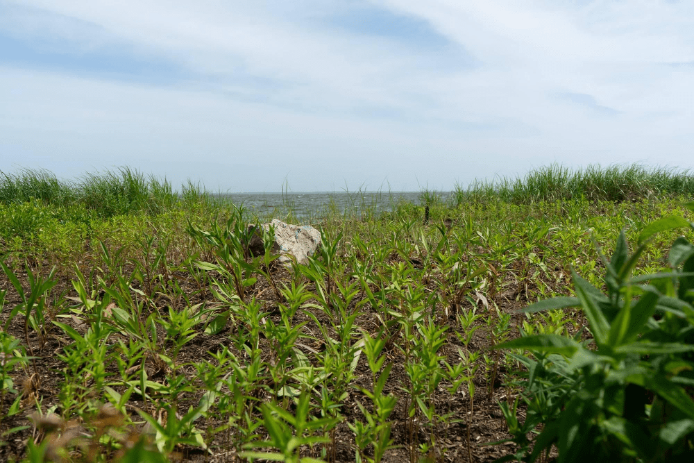 Expert Invasive Species Removal Spadefoot