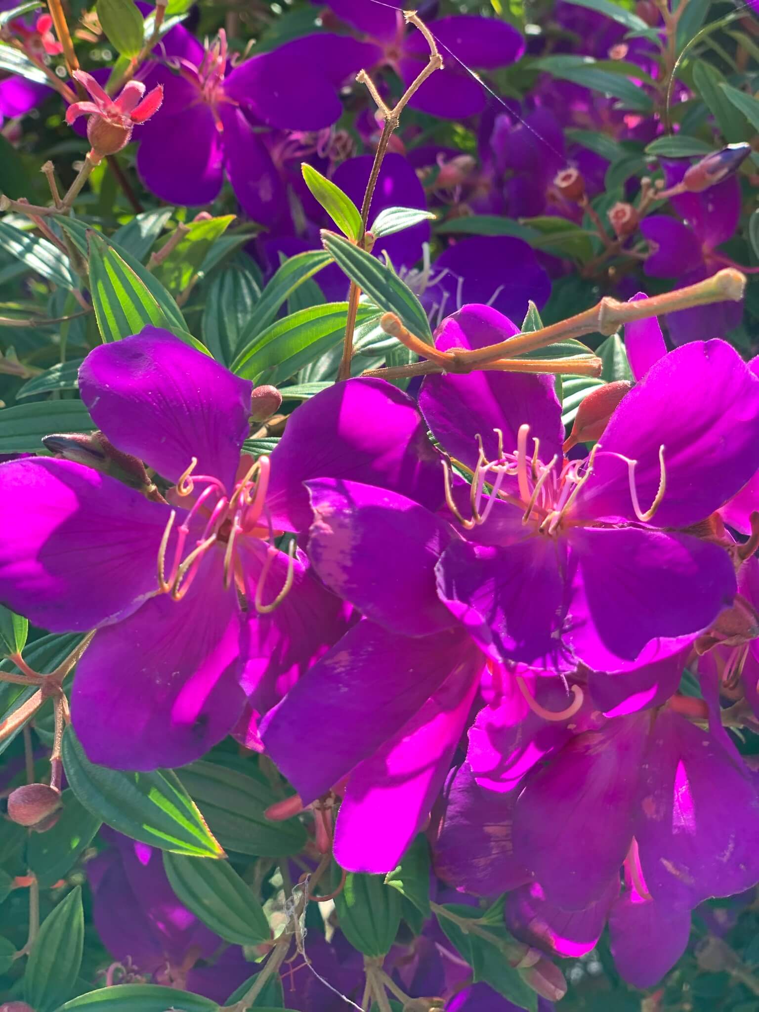 Spade Total Garden and Lawn Care Gardening and Landscaping