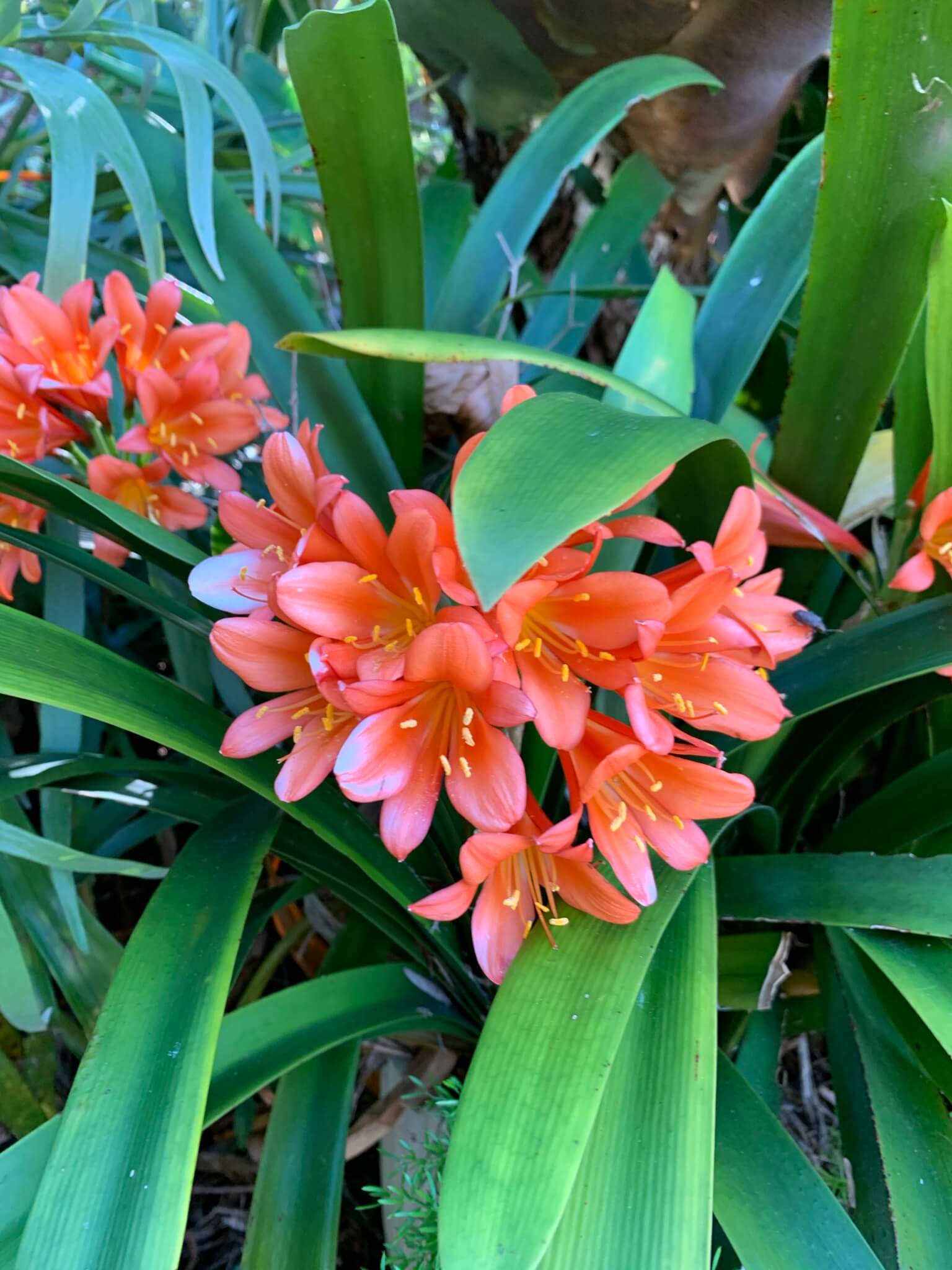 Spade Total Garden and Lawn Care Gardening and Landscaping