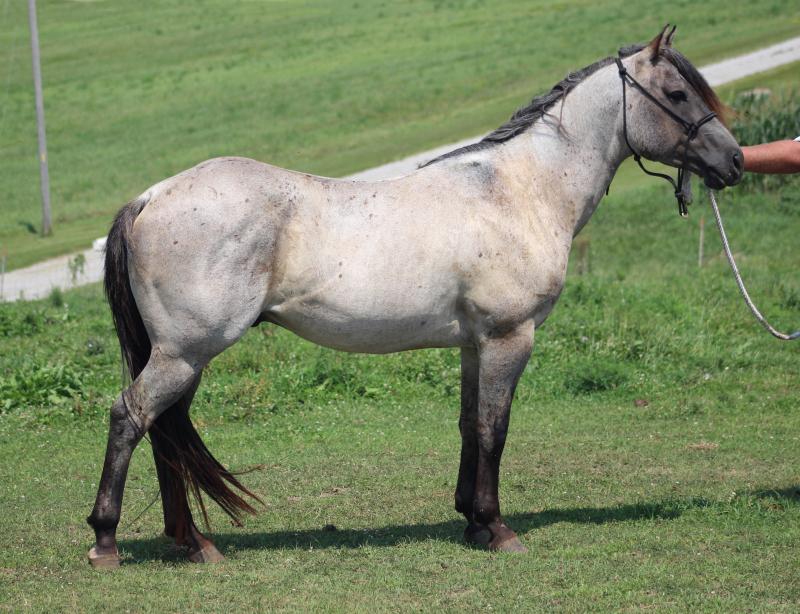 Silver Buckskin Quarter Horse