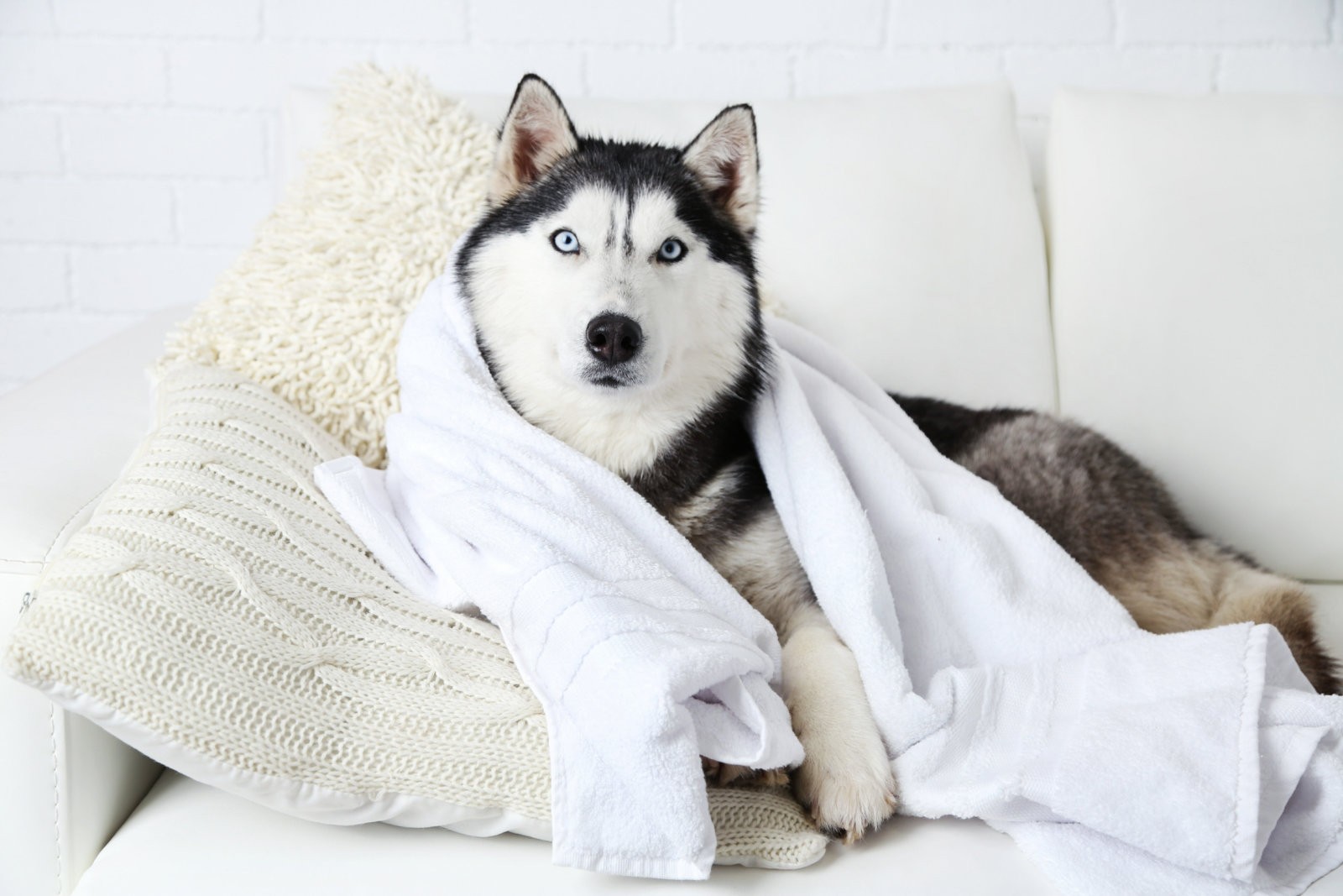 Beautiful cute husky with towel lying on sofa in white room Spa Dogs Self Serve Dog Wash