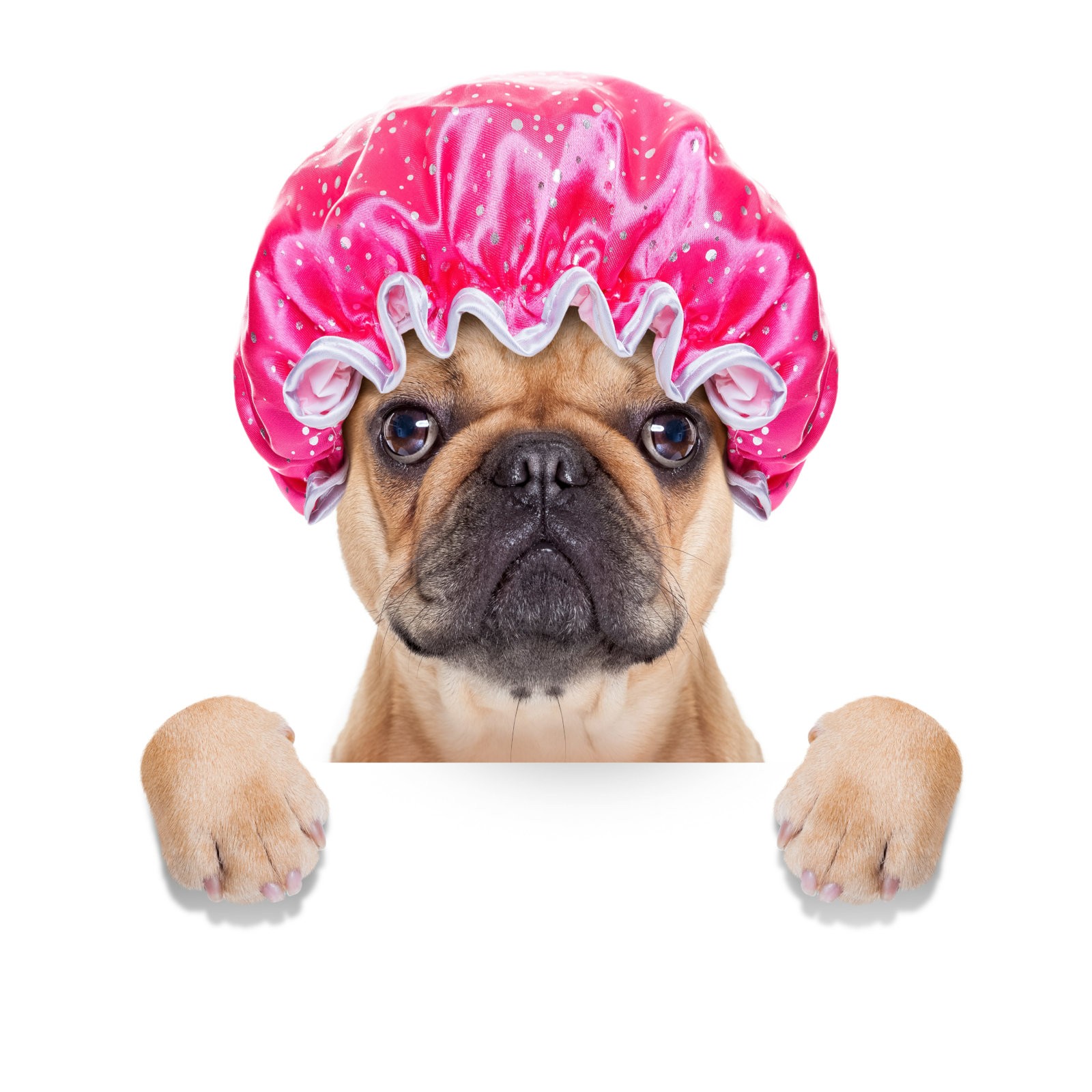 shower cap Spa Dogs Self Serve Dog Wash