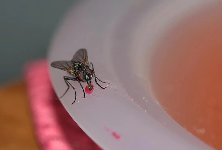 How to Get Rid of House Flies Naturally with Home Remedies