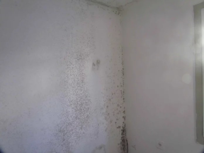 What Does Mold on Walls Look Like ? Appearance and Stop Mold