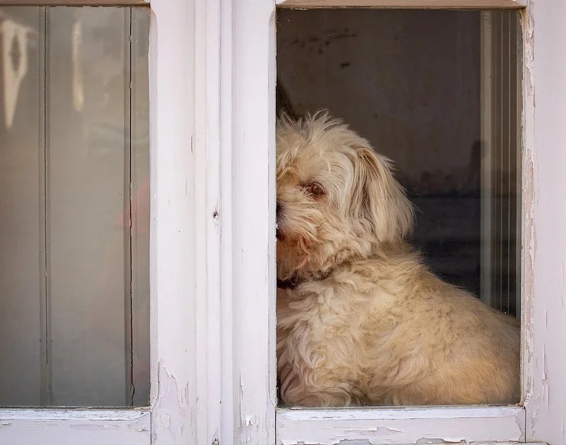 How to Protect Door from Dog Scratching 7 Effective Ways