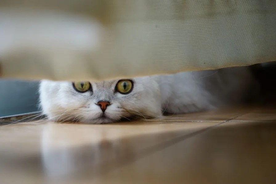 How to Get Cat Urine Out of Carpet [4 Easy Methods]