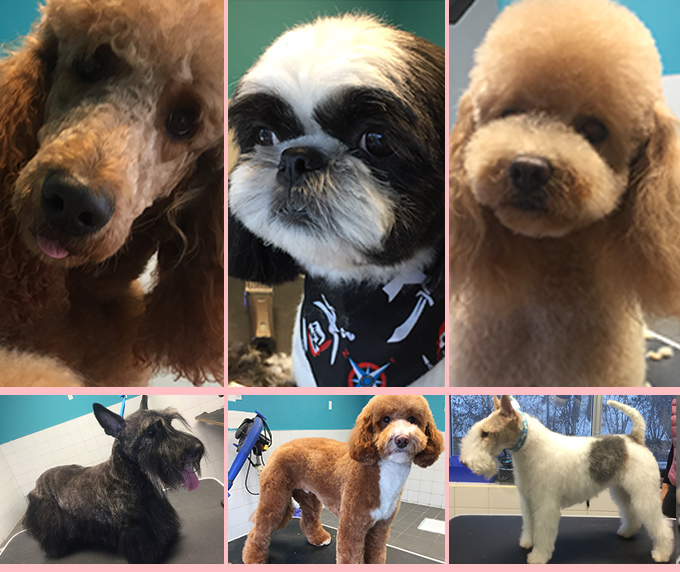 About the pet groomer Spa Groomtopia Best pet grooming Montreal