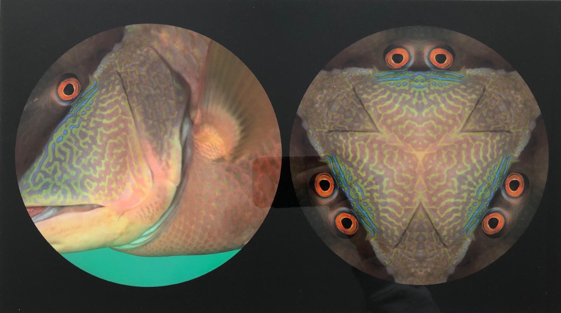 Binocular Series Fish The Anne + Michael Spalter Digital Art CollectionThe Anne + Michael