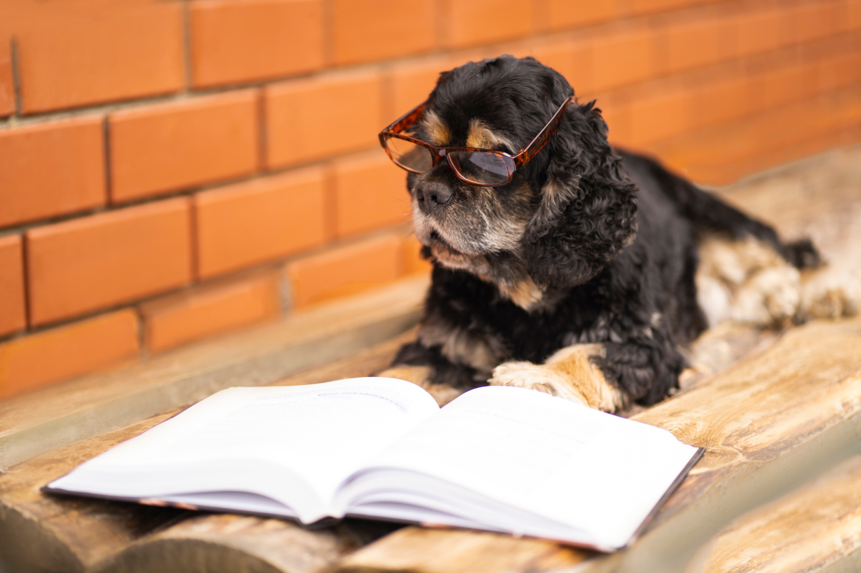 Are Cocker Spaniels Smart? Spaniel Advisor
