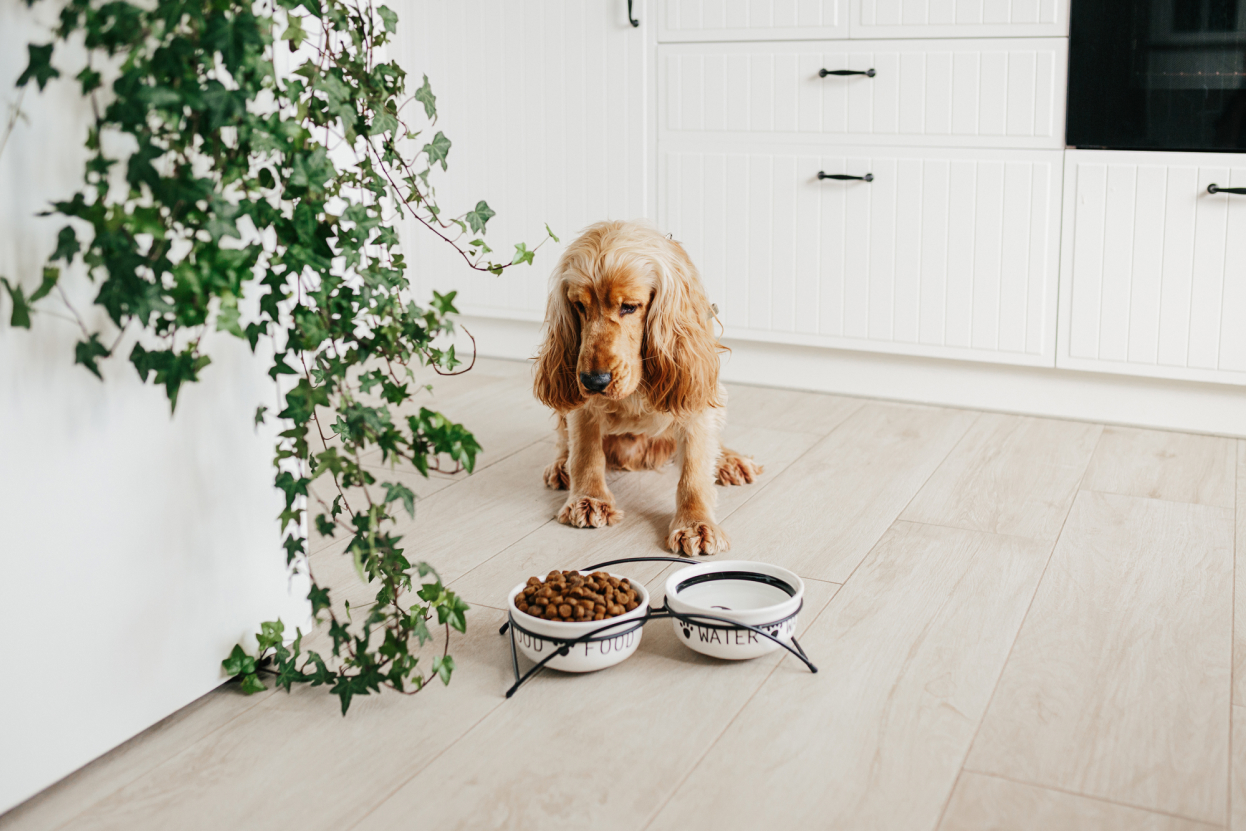 Cocker Spaniel Diet What Does Your Dog Need to Thrive Spaniel Advisor