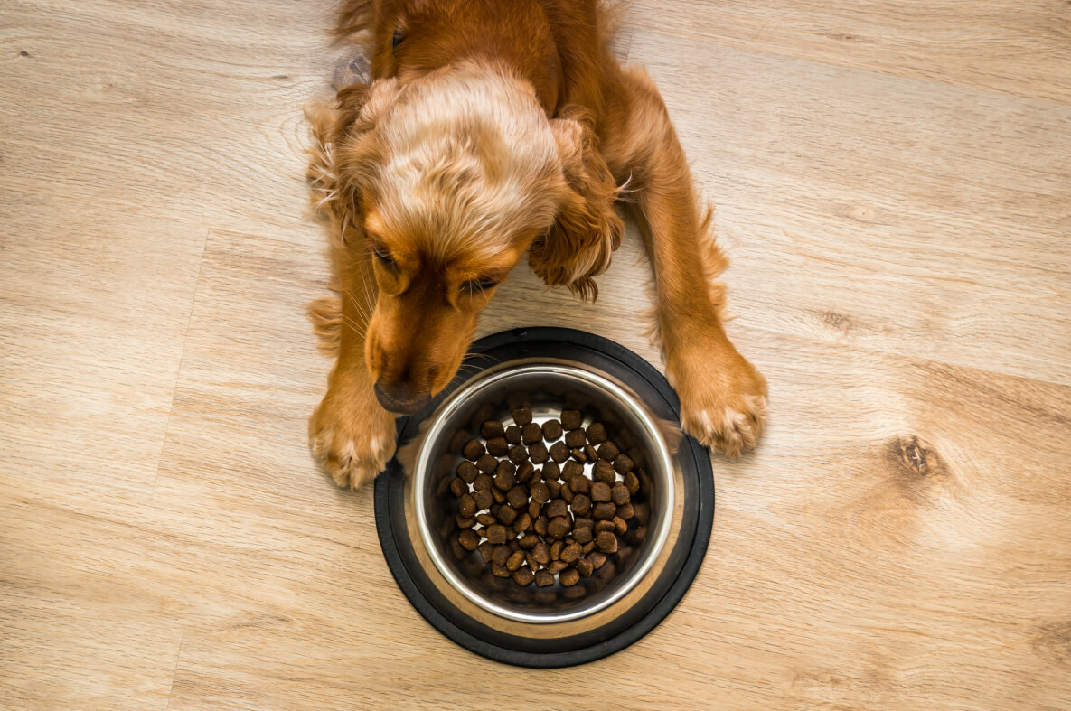 Cocker Spaniel Food Allergies What you Need to Know Spaniel Advisor