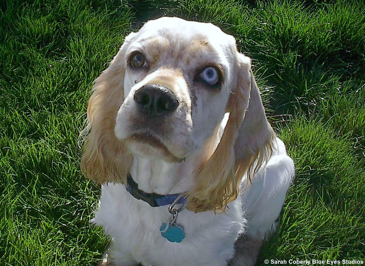 Merle Cocker Spaniels The Good, Bad and the Ugly. Spaniel Advisor