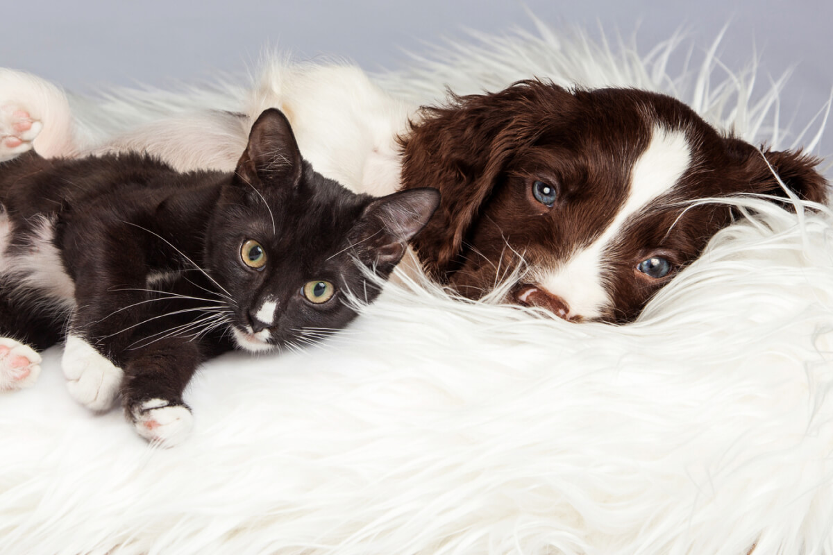 Are Springer Spaniels Good with Cats? + Top Tips to Help Spaniel Advisor
