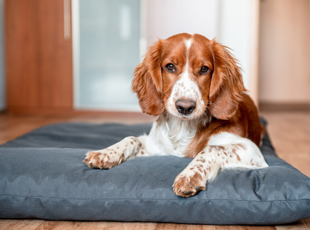 Are English Springer Spaniels Good Apartment Dogs? Spaniel Advisor
