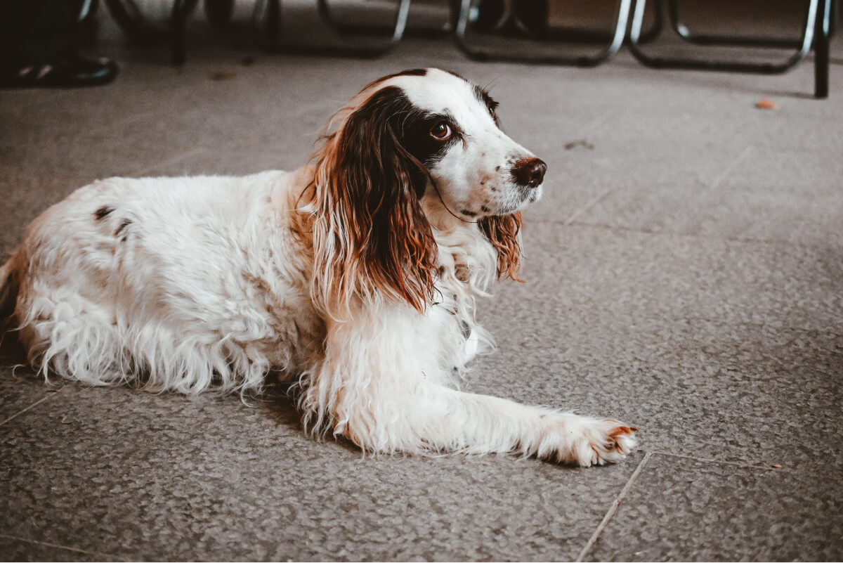 Sprocker Spaniel A Guide to This Popular Spaniel Mix Spaniel Advisor
