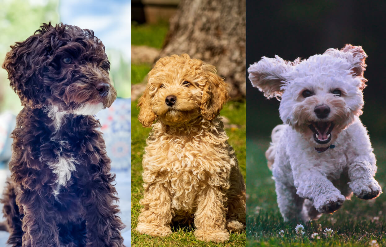 How Big do Cockapoos Get? Teacup, Toy, Mini, & Standard Spaniel Advisor