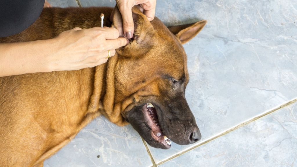 Springer Spaniels Ear Infection Cause & Treatment