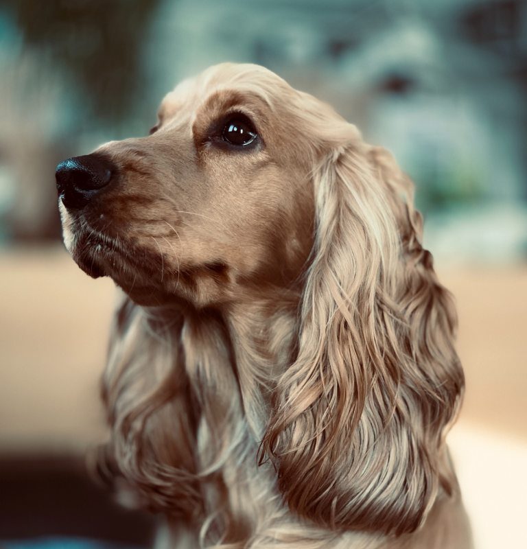 History Of Cocker Spaniel