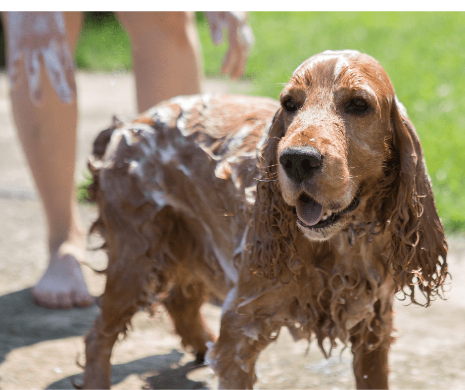 Give Your American Cocker Spaniel a Bath!