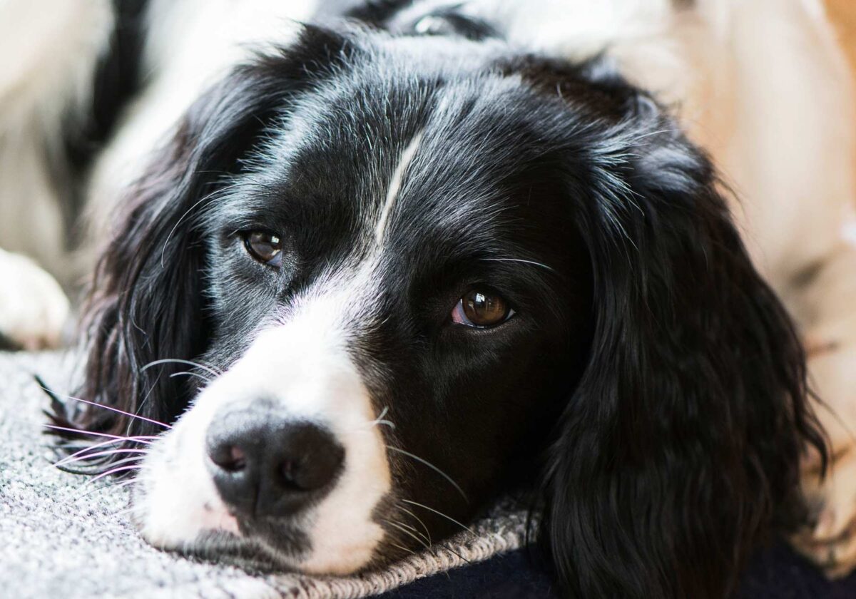 Springer Spaniels Ear Infection Cause & Treatment