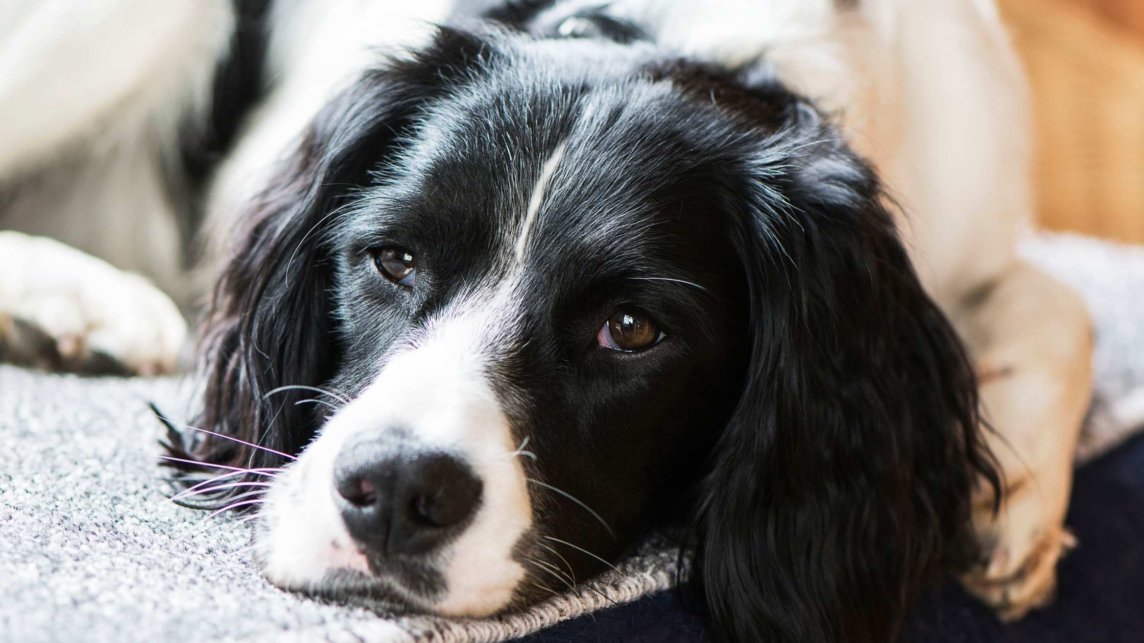 Are Cocker Spaniels Prone To Cancer