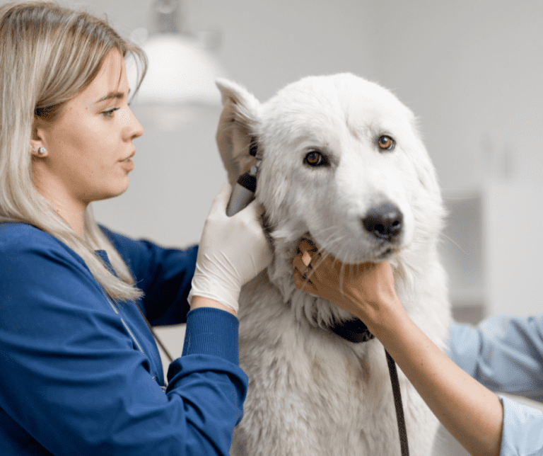 Springer Spaniels Ear Infection Cause & Treatment