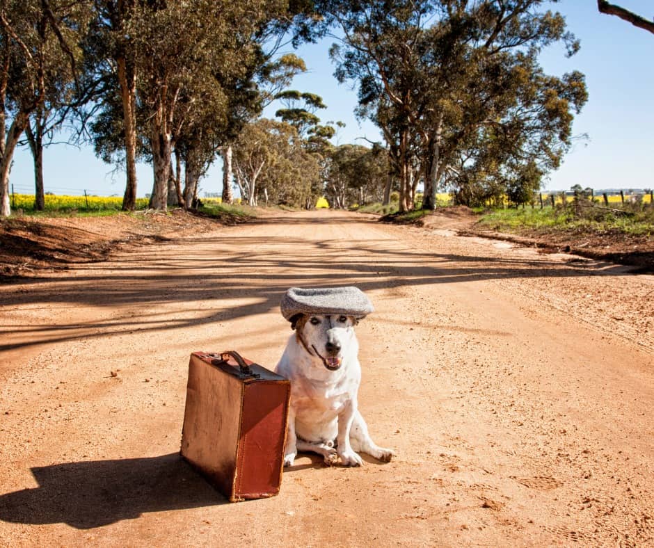 23 Can Dogs Get Period Cramps Home