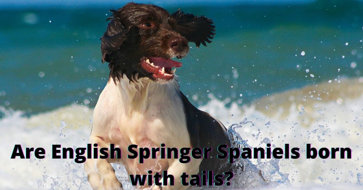 Are English Springer Spaniels born with tails? Spaniel Dogs