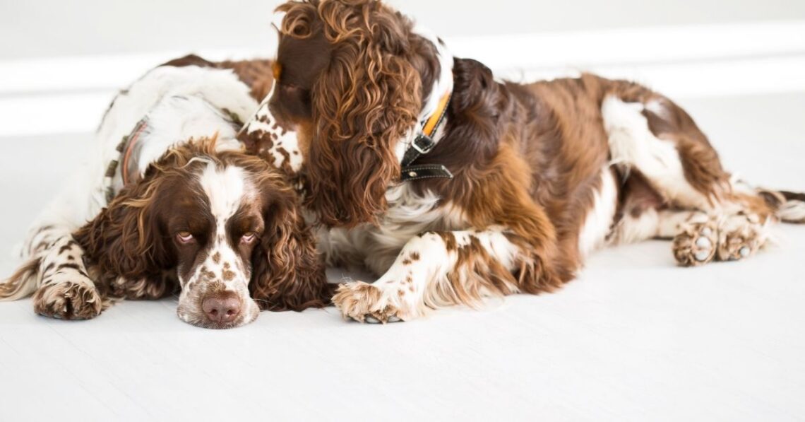 English springer spaniel sleeping positions with their meaning Spaniel Dogs