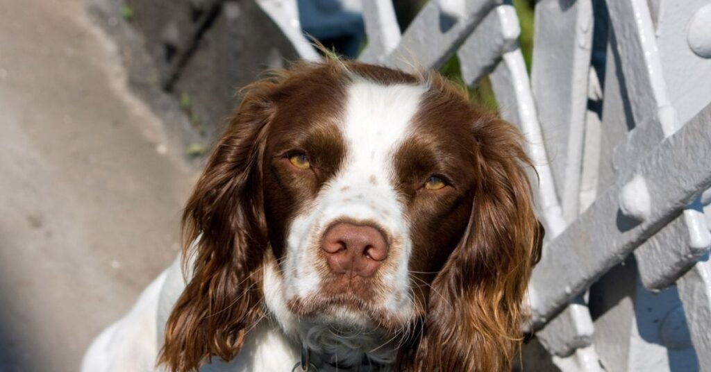Sable Springer Spaniel Facts and Images