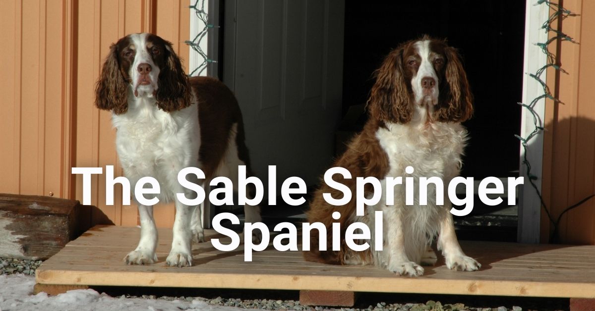 Sable Springer Spaniel Facts and Images