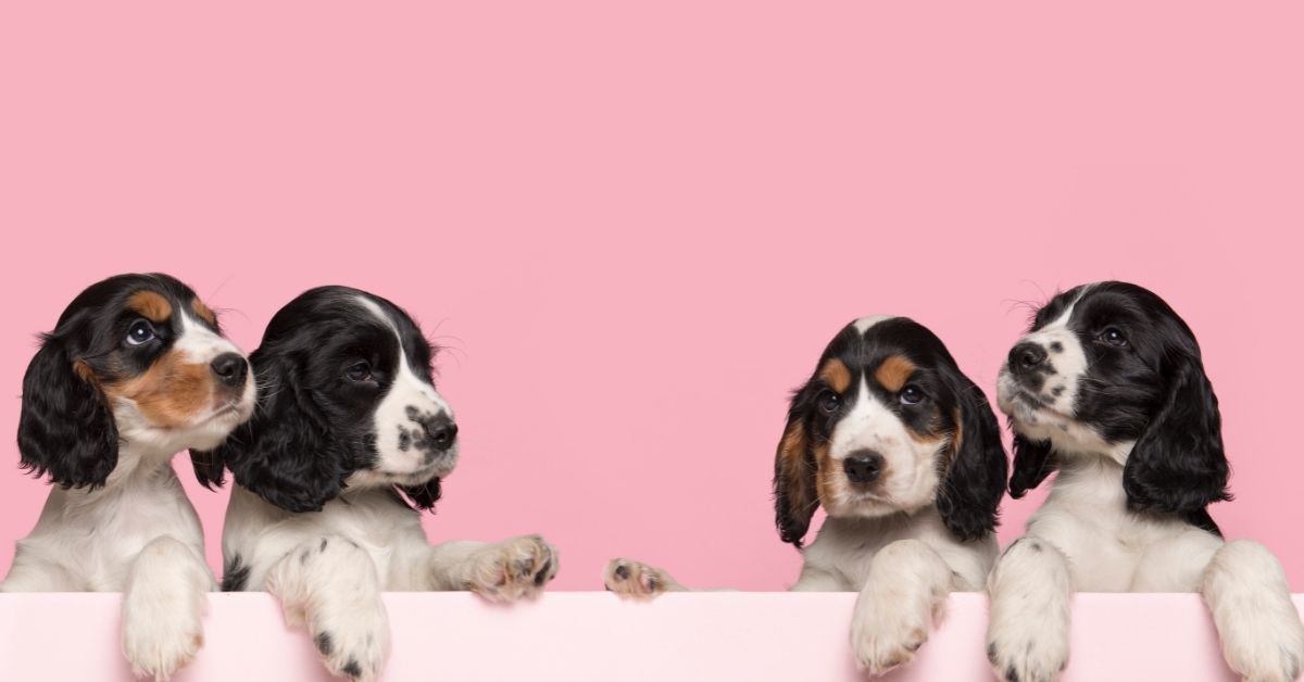 When do Cocker Spaniels Stop Growing?