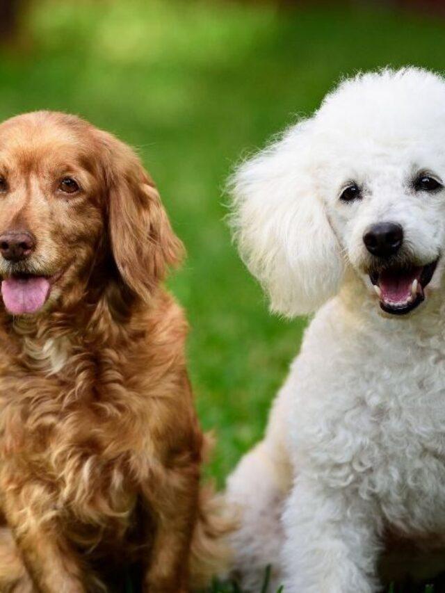 How to keep House Clean when a Dog is in Heat? Spaniel Dogs