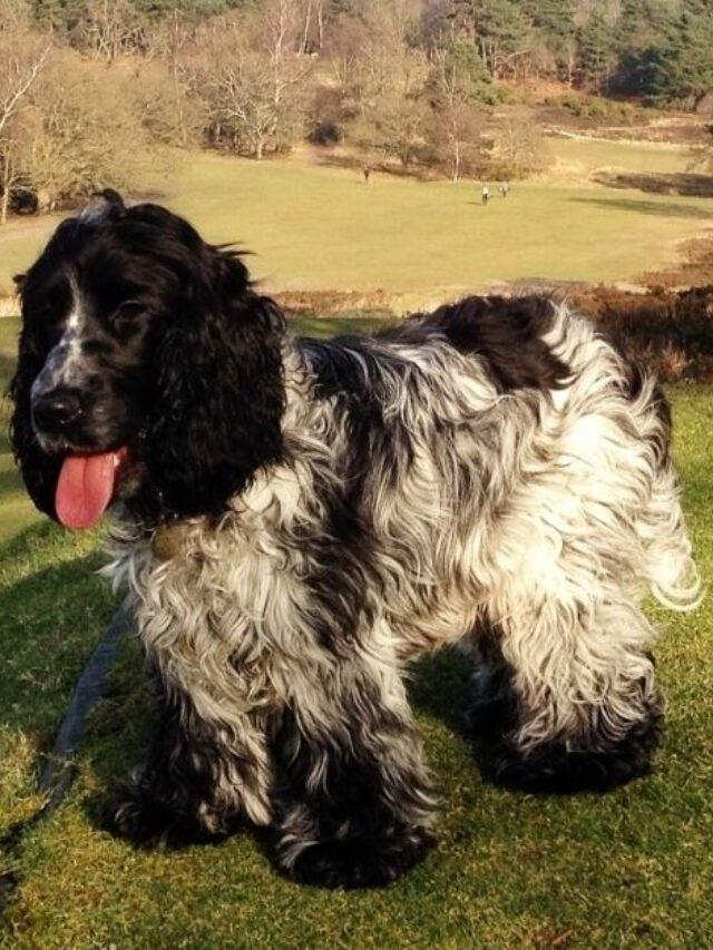 Tri Color Working Cocker Spaniel Breeds Spaniel Dogs