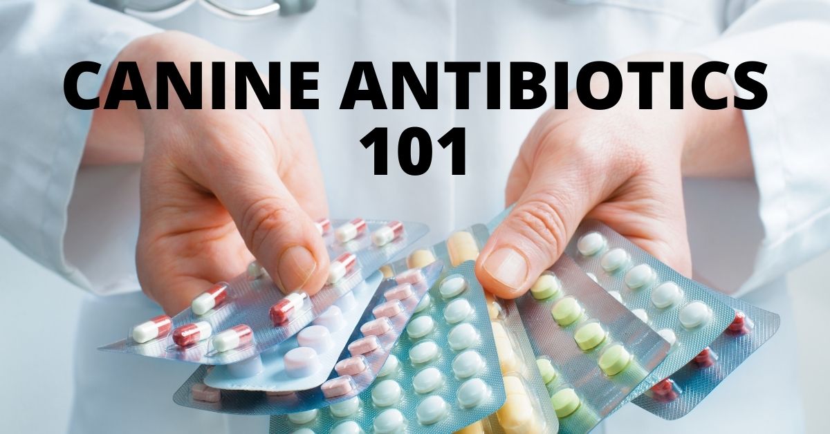 Is giving your Dog Antibiotics a Few Hours Early Ok?