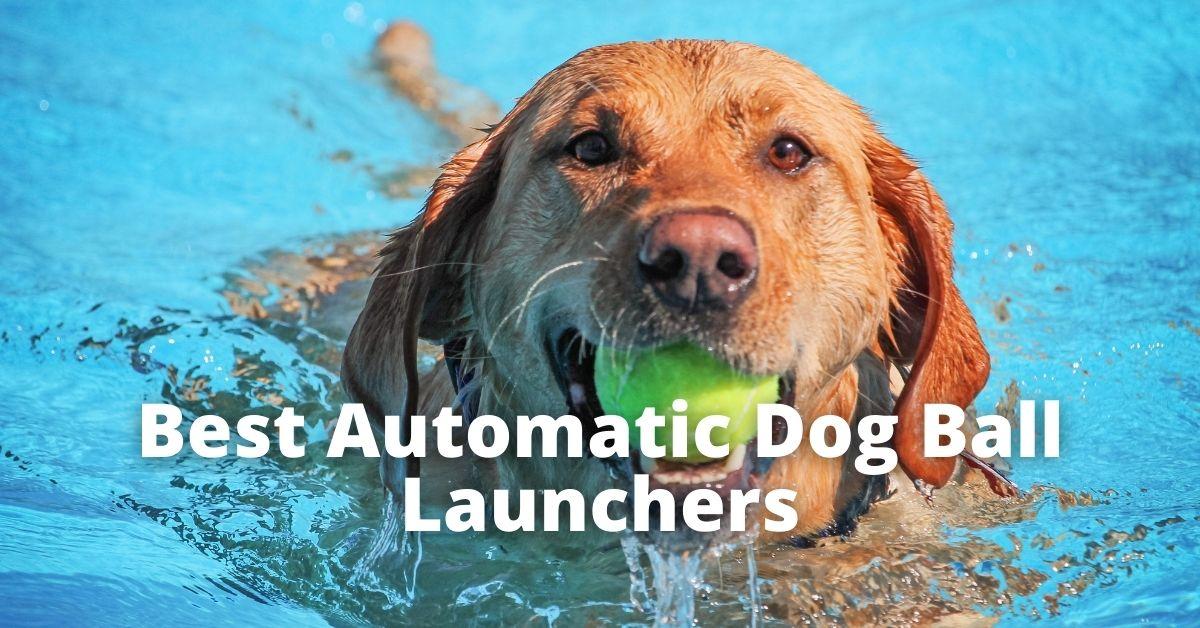 5 Insane Automatic Dog Ball Launchers [2022]