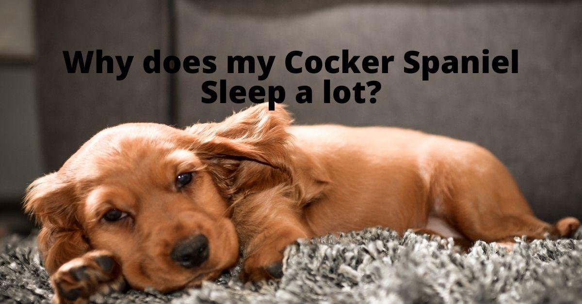 How Many Hours Does A Cocker Spaniel Sleep