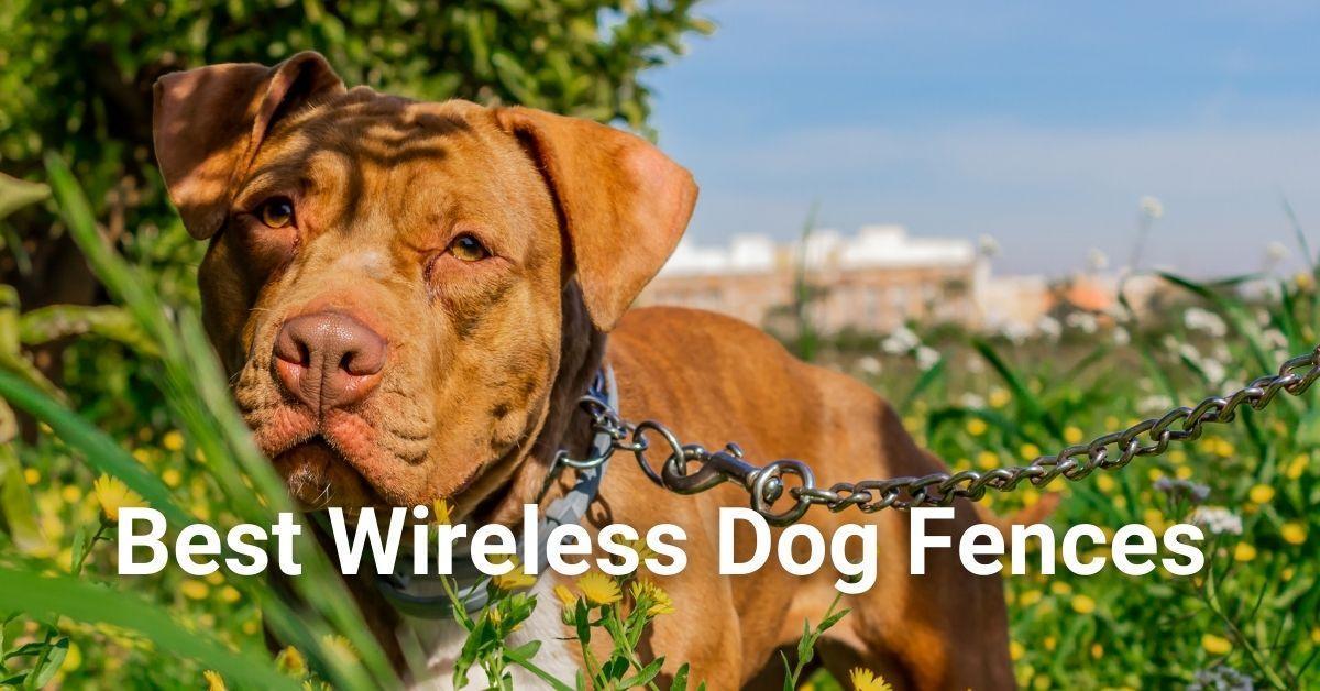 Best Wireless Dog Fences 2022 Buy Smart Top Categories Reviewed