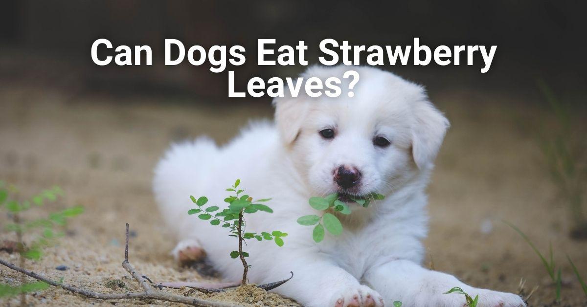 Can Dogs Eat Strawberry Leaves?