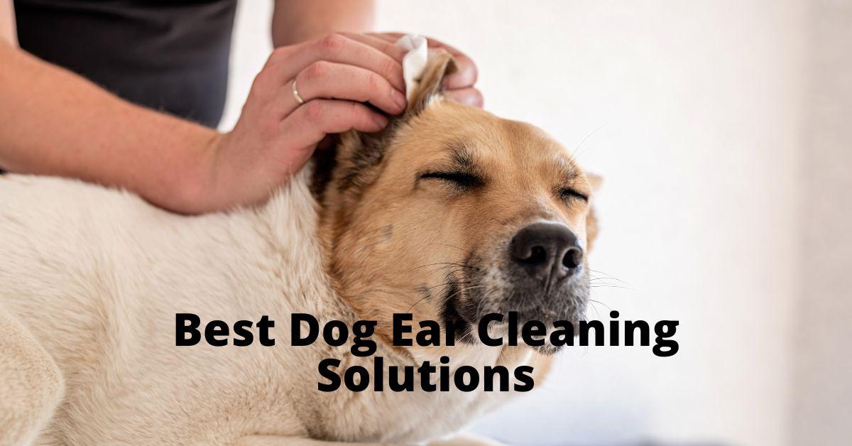 Best Dog Ear Cleaning Solutions