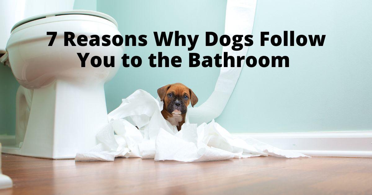 7 Reasons Why Dogs Follow You to the Bathroom